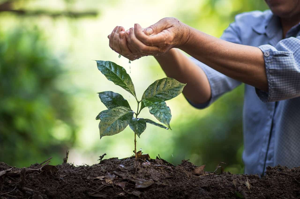 Broto de árvore plantado em punhado de terra e pessoa molhando ela com as mãos.