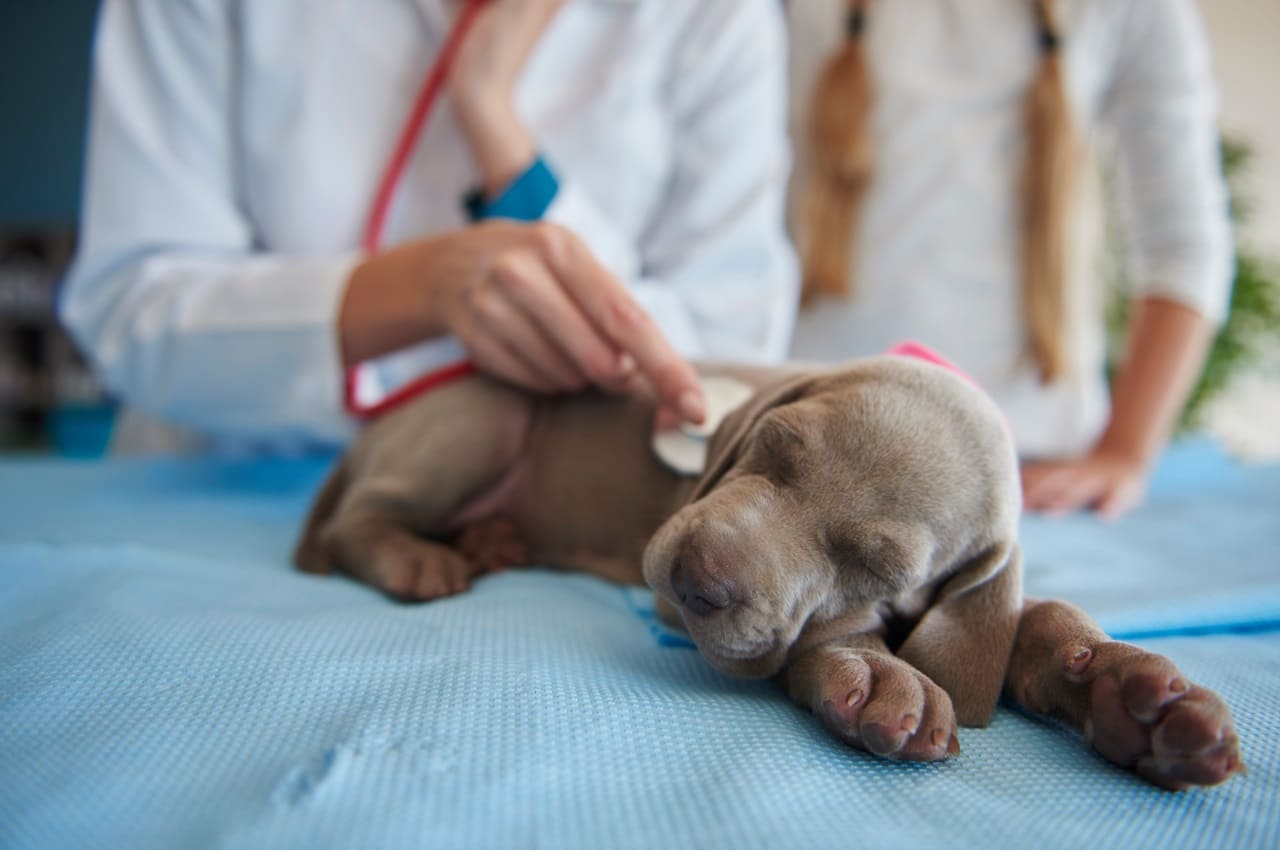 Cachorro filhote de pelagem marrom dormindo e, ao fundo, veterinário utilizando estetoscópio para examinar o animal.