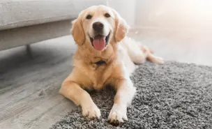 Cachorro da raça Golden Retriever deitado no tapete, na frente de um sofá cinza, feliz e olhando para a câmera.