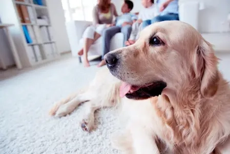 Golden Retriever deitado em tapete branco, três pessoas no sofá ao fundo. Sala clara e arejada.