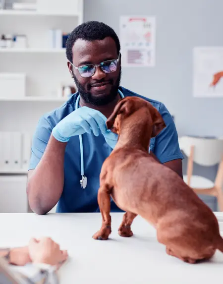 Veterinário examina cão com observador. Mesa com papéis e equipamentos médicos, ambiente claro e moderno.