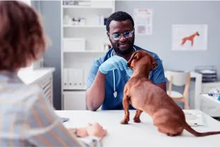 Veterinário examina cão com observador. Mesa com papéis e equipamentos médicos, ambiente claro e moderno.