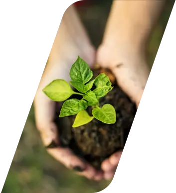 duas mãos unidas com a palma da mão para cima, segurando um punhado de terra com uma pequena muda de uma planta em início de crescimento no meio