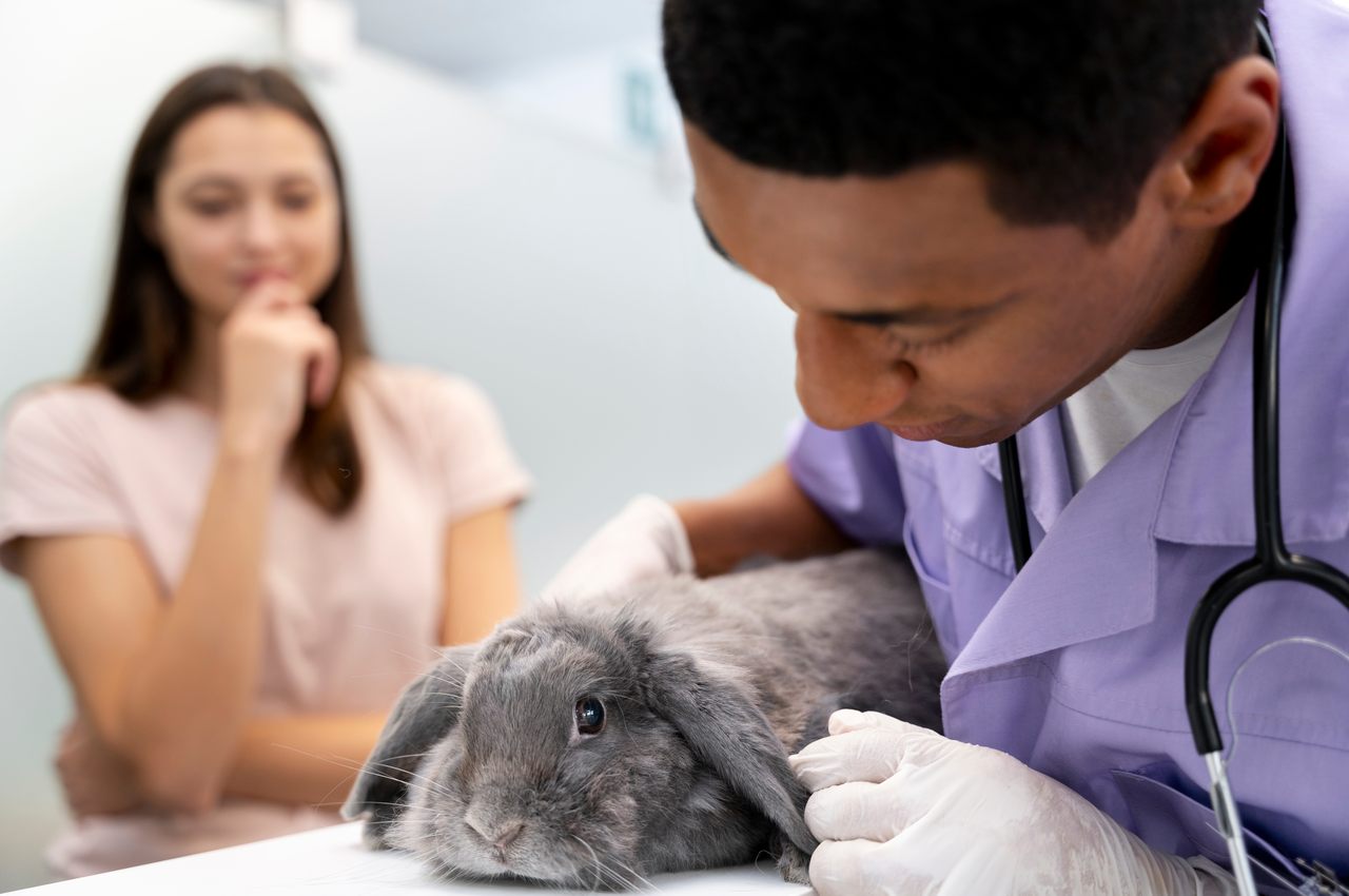 Veterinário examinando com estetoscópio coelho cinza. Ao fundo, a dona do gato está com expressão preocupada.