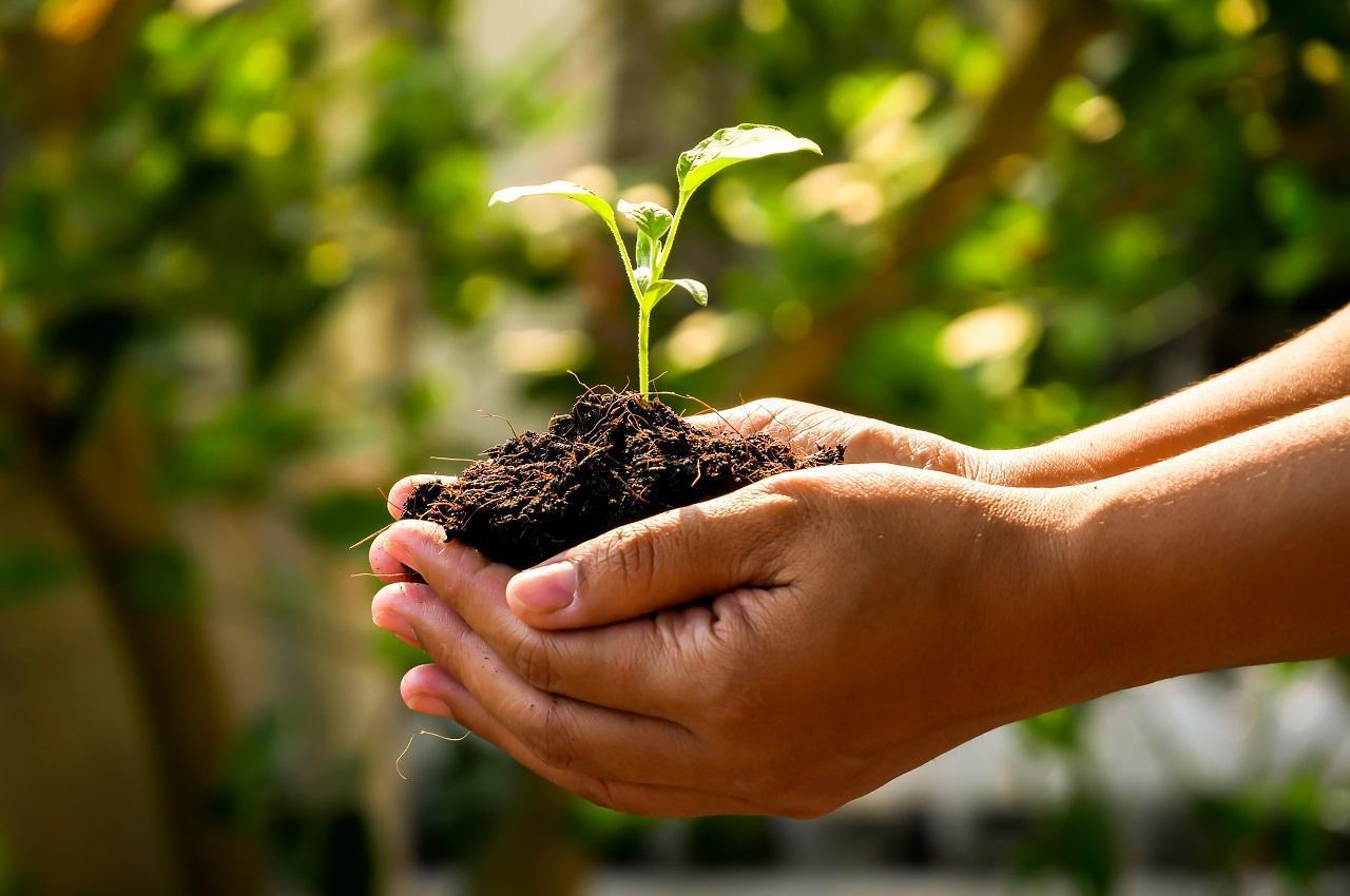 A imagem mostra uma pessoa segurando uma muda de planta. A pessoa não aparece na imagem.