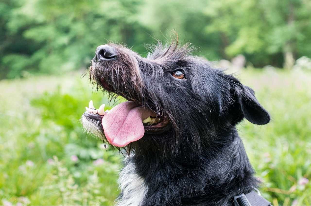 Cachorro de pelos escuros longos coma língua para fora e expressão tranquila. Ele está em um campo aberto arborizado.