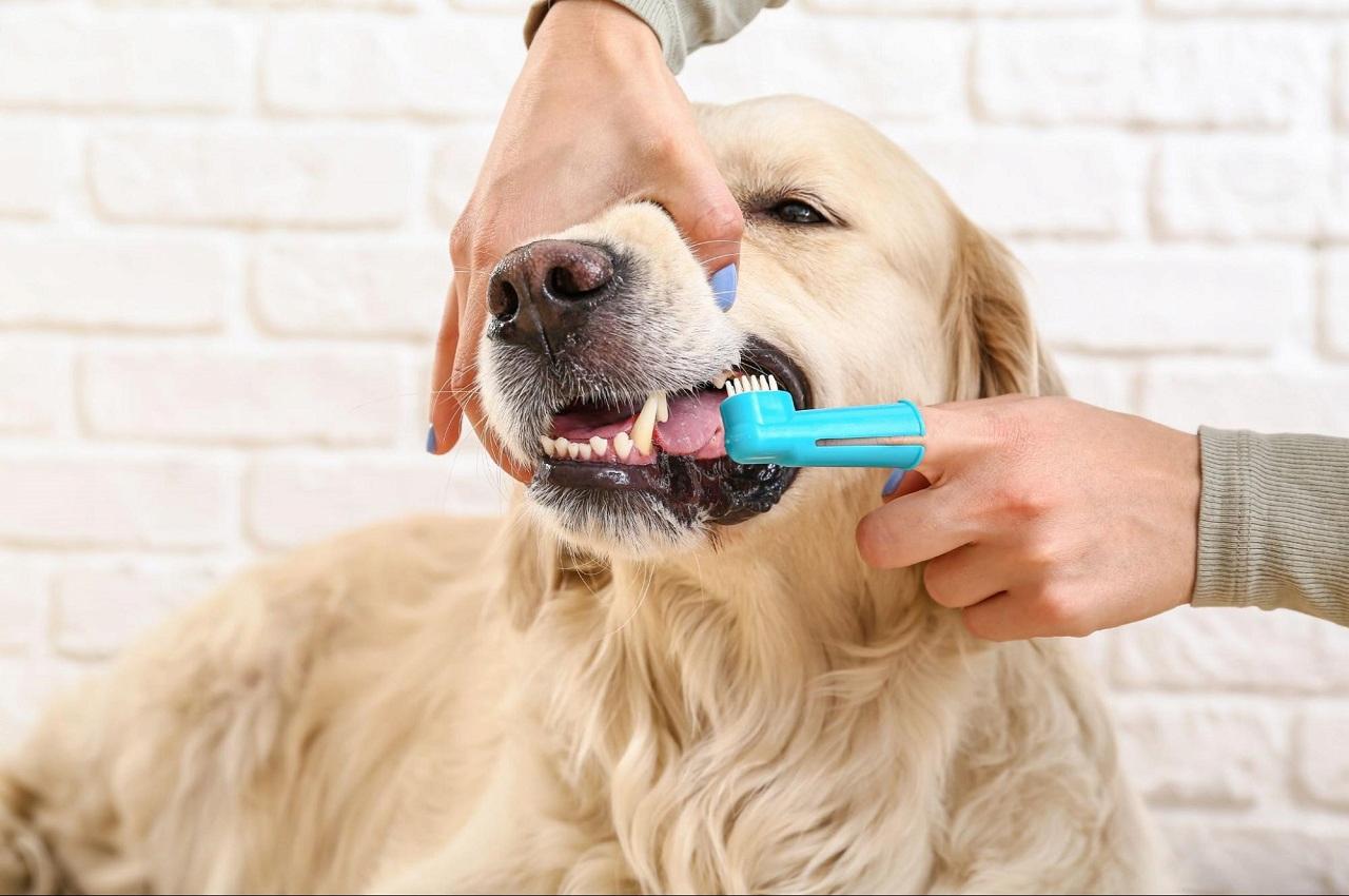 Pessoa (seu rosto não aparece na imagem) escovando dentes de um cachorro da raça labrador de pelo curto com uma escova de dentes específica para evitar tártaro em cachorro.