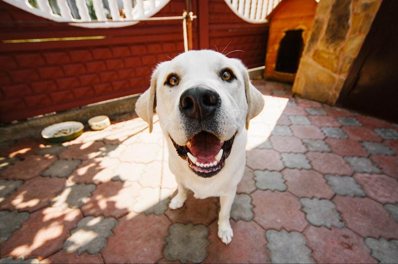 Cachorro da raça labrador de pelo curto olhando diretamente para a imagem com a boca aberta e expressão tranquila.