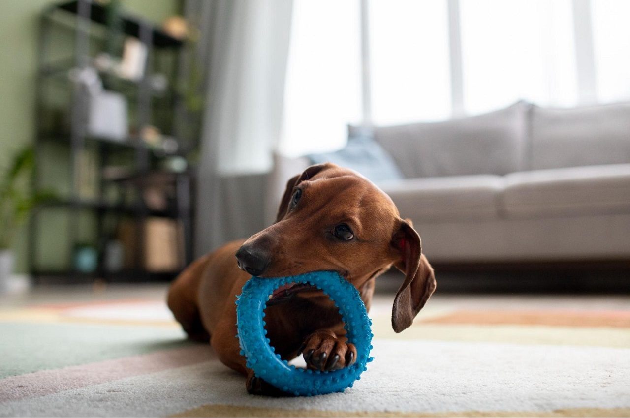 Cachorro da raça Salsicha Dachshund brincando com briquedo anti tártaro em cachorros.